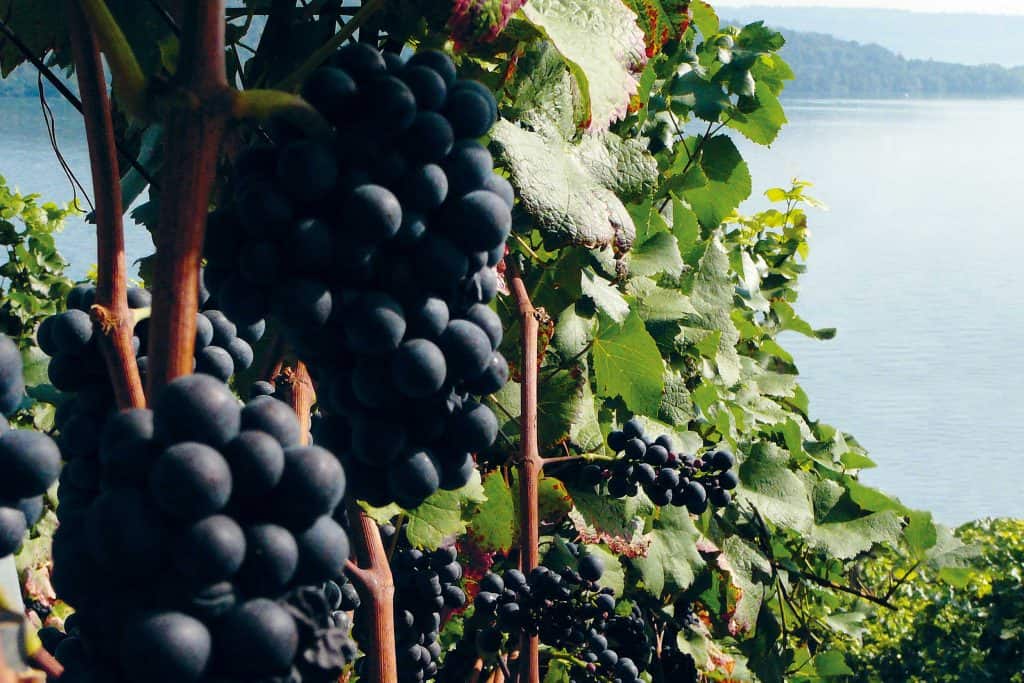 Martin Stephan – Weingut am Stägli