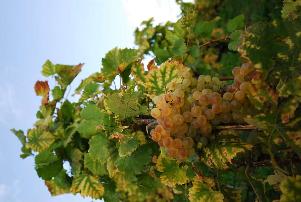 Martin Hubacher – JOHANNITERKELLER