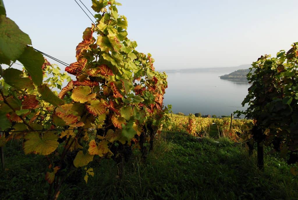 Giauque Jean-Daniel – Domain du Signolet