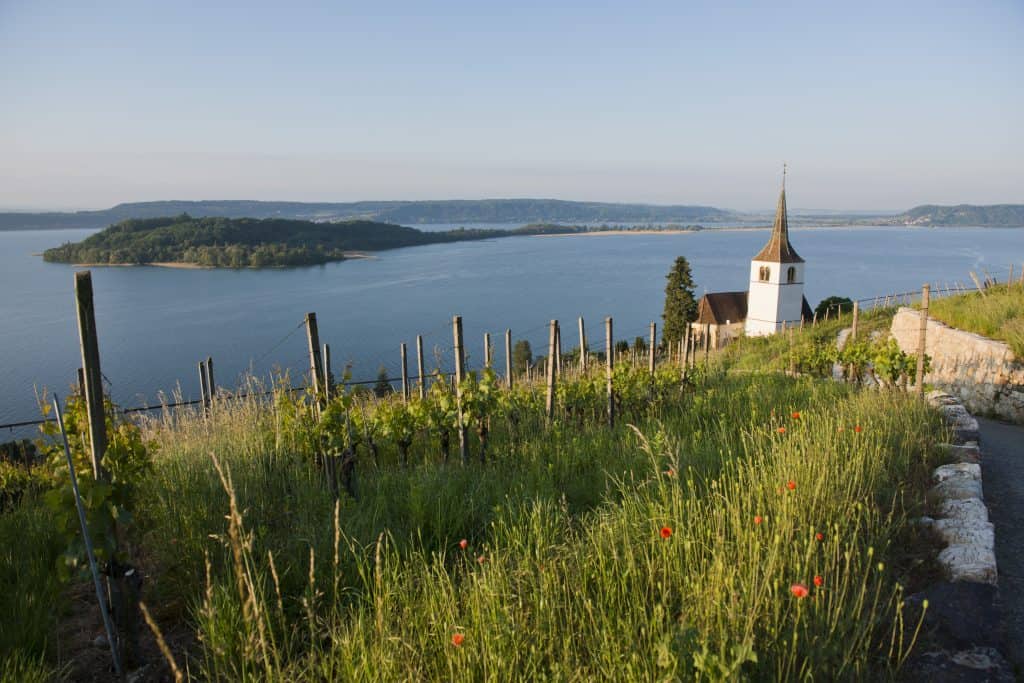 Rebberge, Kirche Ligerz, Bielersee und St. Petersinsel